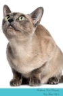 Image for Tonkinese Cat Presents