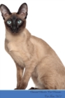 Image for Oriental Bicolor Cat Presents