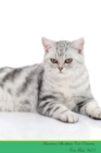 Image for American Shorthair Cat Presents