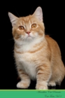 Image for Munchkin Cat Presents