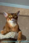 Image for Abyssinian Cat Affirmations Workbook Abyssinian Cat Presents
