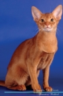 Image for Abyssinian Cat Affirmations Workbook Abyssinian Cat Presents