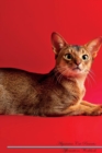 Image for Abyssinian Cat Affirmations Workbook Abyssinian Cat Presents : Positive and Loving Affirmations Workbook. Includes: Mentoring Questions, Guidance, Supporting You.