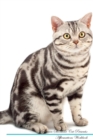 Image for American Shorthair Cat Affirmations Workbook American Shorthair Cat Presents : Positive and Loving Affirmations Workbook. Includes: Mentoring Questions, Guidance, Supporting You.