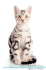 Image for American Shorthair Cat Affirmations Workbook American Shorthair Cat Presents : Positive and Loving Affirmations Workbook. Includes: Mentoring Questions, Guidance, Supporting You.