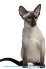 Image for Balinese Cat Affirmations Workbook Balinese Cat Presents : Positive and Loving Affirmations Workbook. Includes: Mentoring Questions, Guidance, Supporting You.