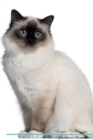 Image for Birman Cat Affirmations Workbook Birman Cat Presents : Positive and Loving Affirmations Workbook. Includes: Mentoring Questions, Guidance, Supporting You.