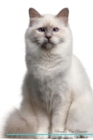 Image for Birman Cat Affirmations Workbook Birman Cat Presents : Positive and Loving Affirmations Workbook. Includes: Mentoring Questions, Guidance, Supporting You.