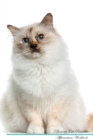 Image for Birman Cat Affirmations Workbook Birman Cat Presents : Positive and Loving Affirmations Workbook. Includes: Mentoring Questions, Guidance, Supporting You.