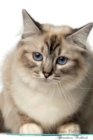 Image for Birman Cat Affirmations Workbook Birman Cat Presents : Positive and Loving Affirmations Workbook. Includes: Mentoring Questions, Guidance, Supporting You.