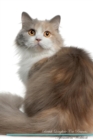 Image for British Longhair Cat Affirmations Workbook British Longhair Cat Presents : Positive and Loving Affirmations Workbook. Includes: Mentoring Questions, Guidance, Supporting You.