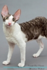 Image for Cornish Rex Affirmations Workbook Cornish Rex Presents : Positive and Loving Affirmations Workbook. Includes: Mentoring Questions, Guidance, Supporting You.