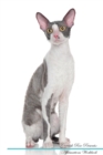 Image for Cornish Rex Affirmations Workbook Cornish Rex Presents : Positive and Loving Affirmations Workbook. Includes: Mentoring Questions, Guidance, Supporting You.