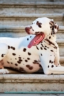 Image for Dalmatian Affirmations Workbook Dalmatian Presents : Positive and Loving Affirmations Workbook. Includes: Mentoring Questions, Guidance, Supporting You.