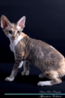 Image for Devon Rex Affirmations Workbook Devon Rex Presents : Positive and Loving Affirmations Workbook. Includes: Mentoring Questions, Guidance, Supporting You.