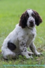 Image for English Springer Spaniel Affirmations Workbook English Springer Spaniel Presents : Positive and Loving Affirmations Workbook. Includes: Mentoring Questions, Guidance, Supporting You.