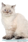 Image for Exotic Shorthair Cat Affirmations Workbook Exotic Shorthair Cat Presents : Positive and Loving Affirmations Workbook. Includes: Mentoring Questions, Guidance, Supporting You.