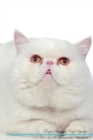 Image for Exotic Shorthair Cat Affirmations Workbook Exotic Shorthair Cat Presents : Positive and Loving Affirmations Workbook. Includes: Mentoring Questions, Guidance, Supporting You.
