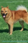 Image for Finnish Spitz Affirmations Workbook Finnish Spitz Presents : Positive and Loving Affirmations Workbook. Includes: Mentoring Questions, Guidance, Supporting You.