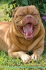 Image for French Mastiff (Dogue de Bordeaux) Affirmations Workbook French Mastiff (Dogue de Bordeaux) Presents : Positive and Loving Affirmations Workbook. Includes: Mentoring Questions, Guidance, Supporting Yo