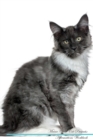 Image for Maine Coon Cat Affirmations Workbook Maine Coon Cat Presents : Positive and Loving Affirmations Workbook. Includes: Mentoring Questions, Guidance, Supporting You.