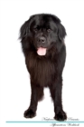 Image for Newfoundland Dog Affirmations Workbook Newfoundland Dog Presents : Positive and Loving Affirmations Workbook. Includes: Mentoring Questions, Guidance, Supporting You.