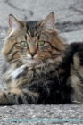 Image for Norwegian Forest Cat Affirmations Workbook Norwegian Forest Cat Presents : Positive and Loving Affirmations Workbook. Includes: Mentoring Questions, Guidance, Supporting You.