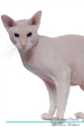 Image for Oriental Shorthair Affirmations Workbook Oriental Shorthair Presents : Positive and Loving Affirmations Workbook. Includes: Mentoring Questions, Guidance, Supporting You.