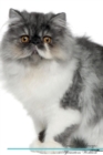 Image for Persian Cat Affirmations Workbook Persian Cat Presents : Positive and Loving Affirmations Workbook. Includes: Mentoring Questions, Guidance, Supporting You.