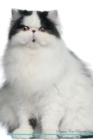 Image for Persian Cat Affirmations Workbook Persian Cat Presents : Positive and Loving Affirmations Workbook. Includes: Mentoring Questions, Guidance, Supporting You.