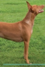 Image for Pharaoh Hound Affirmations Workbook Pharaoh Hound Presents : Positive and Loving Affirmations Workbook. Includes: Mentoring Questions, Guidance, Supporting You.