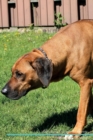 Image for Rhodesian Ridgeback Affirmations Workbook Rhodesian Ridgeback Presents : Positive and Loving Affirmations Workbook. Includes: Mentoring Questions, Guidance, Supporting You.