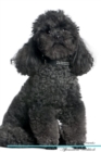 Image for Toy Poodle Affirmations Workbook Toy Poodle Presents : Positive and Loving Affirmations Workbook. Includes: Mentoring Questions, Guidance, Supporting You.