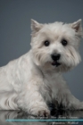 Image for West Highland White Terrier Affirmations Workbook West Highland White Terrier Presents : Positive and Loving Affirmations Workbook. Includes: Mentoring Questions, Guidance, Supporting You.