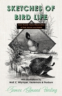 Image for Sketches of Bird Life - From Twenty Years Observation of Their Haunts and Habits - With Illustrations by Wolf, C. Whymper, Keulemans, and Thorburn