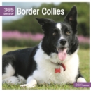Image for Border Collies 365 Days Square Wall Calendar 2021