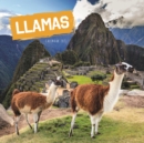 Image for Llamas Square Wall Calendar 2021