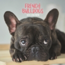 Image for French Bulldogs Mini Square Wall Calendar 2022