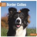 Image for Border Collies 365 Days Square Wall Calendar 2022