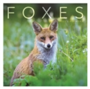 Image for Foxes Square Wall Calendar 2022