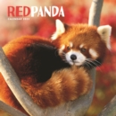 Image for Red Pandas Square Wall Calendar 2022