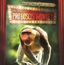 Image for Frightful Proboscis Monkey