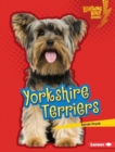 Image for Yorkshire Terriers