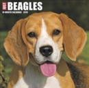 Image for Just Beagles 2019 Wall Calendar (Dog Breed Calendar)