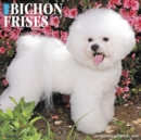 Image for Just Bichon Frises 2019 Wall Calendar (Dog Breed Calendar)