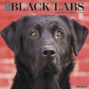 Image for Just Black Labs 2019 Wall Calendar (Dog Breed Calendar)