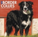 Image for Just Border Collies 2019 Wall Calendar (Dog Breed Calendar)