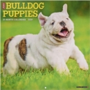 Image for Just Bulldog Puppies 2019 Wall Calendar (Dog Breed Calendar)