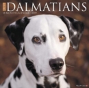Image for Just Dalmatians 2019 Wall Calendar (Dog Breed Calendar)