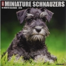 Image for Just Miniature Schnauzers 2019 Wall Calendar (Dog Breed Calendar)